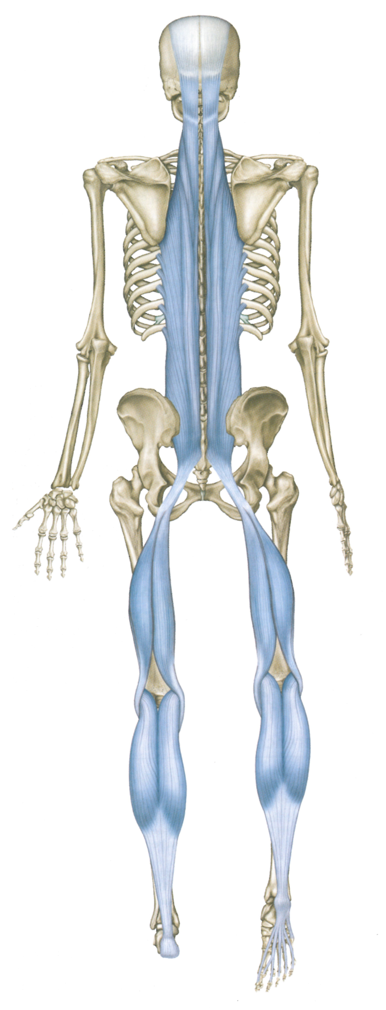 The Superficial Back Line (SBL) and Back Pain: A super simple stretch