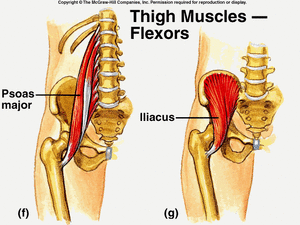 psoas-and-hip-flexor-muscles