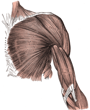 fixing rounded shoulders