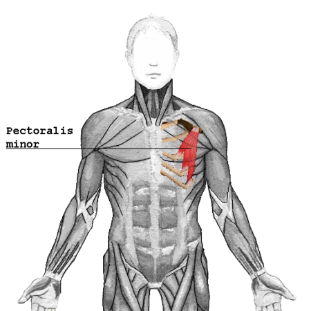 fixing rounded shoulders